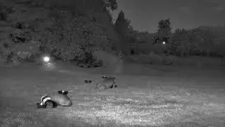 Loads of badgers in the garden - 2025 #Grasmere #lakedistrict #lakedistrictnationalpark #badgers