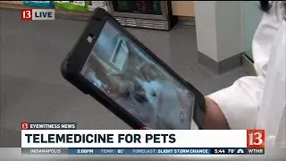 Virtual vet visits through telemedicine service