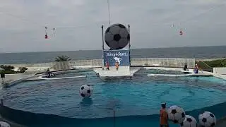 みさき公園イルカショー（2019.9.21)