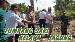 TUMPANG SARI KELAPA JAGUNG | KETAHANAN PANGAN | SAMUDA COCO INDONESIA |