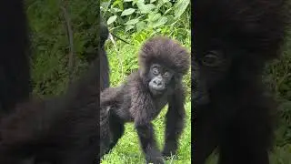 The Cutest Baby Mountain Gorilla EVER!