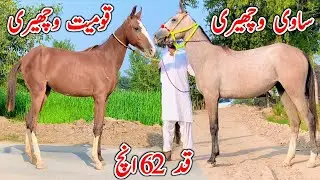 Kumait Wacheri For Sale | Surkhi Sawi Wacheri | Horse For Sale In Pakistan 