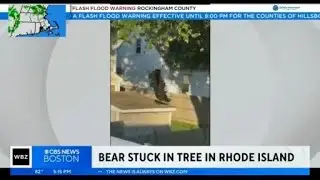 Bear removed from tree in Pawtucket, RI