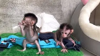 Wili and Wini are active with each other, Robin and Laura start swimming in the pool