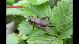 Anna Epstein, Hamas, and the Suicidal Water-Seeking Cricket (THE SAAD TRUTH_1620)