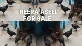 Heera Aseel For Sale Fighter Breed Aseel..