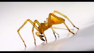 Cheiracanthium mildei by THeo