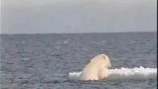 Global Warming Polar Bear Message From Save The Earth
