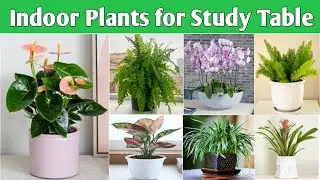 17 Best Indoor Plants for Study Table | Best  Plants for Study Room | Plant and Planting