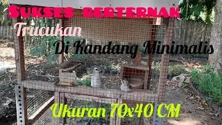 Sukses Berternak Trucukan dikandang Minimalis Ukuran 70x40CM