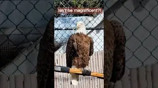 Bold Eagle at Seaside Seabird Sanctuary