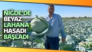 Beyaz Lahanada Hasat Zamanı, Tarlada Tanesi 3 İla 4 Liradan Satılıyor