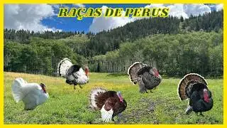 5 Raças de Perus: Características e Curiosidades Incríveis! #aves #avesornamentais#avicultura#turkey