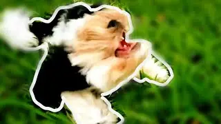 Dog Vs Leaf Blower In SloMotion || Shi Apso