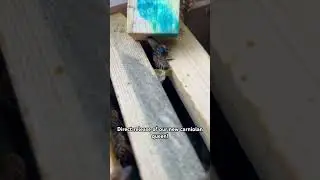 Our newest carniolan queen getting direct released after 3 days in the cage in the hive!
