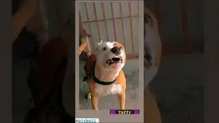 taffy agressive pittbull dog 🐕deepakverma dkverma #haryana