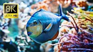 How Do Fish Communicate Underwater? | Discover Special