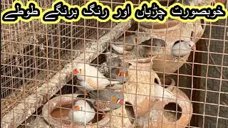 Color Full Sparrows Love Birds Nature Inside Rawalpindi City