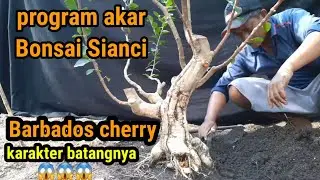 bonsai sianci_barbados cherry_program akar dan perawatan