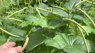 Silver Skin Crowder Peas