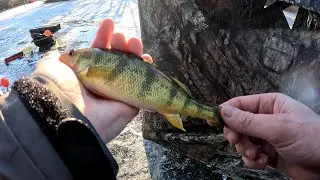 Early January Ice Fishing for Pike and Perch! 2025 Ice Fishing Central Wisconsin.