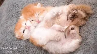 Looking at the two kittens sleeping is so cute