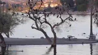 Birds on Skipper's Island