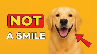 The Chilling Truth Behind a Dog&rsquo;s 'Smile'