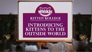 Letting Kittens Go Outside : Kitten Kollege
