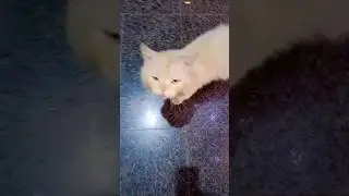 #beautiful #cat #beautifulcat #cutecat #prettyfunny #prettycat #cute