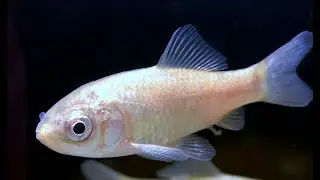 キンブナ　Carassius auratus subsp. 2,Carassius buergeri subsp.