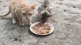 The cats sat quietly together, busy eating