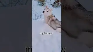 Husky REFUSES to Come Inside! (and EATS snow to prove she's not cold!)