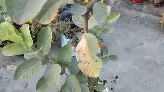 Winter Season My Guava Plant Update & Vegetables 🍆  Harvesting  
