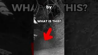 What&rsquo;s living in the woods? 🌳