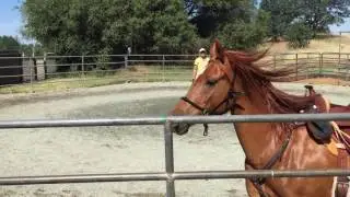 2016_05_30 Ginger Liberty Groundwork with Tango - #5 (IMG 3360)