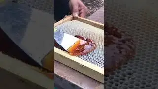 ISTIMEWA BANGET MADU MURNI LANGSUNG DARI SARANG LEBAH