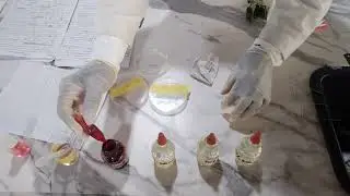 Dicot Stem Anatomy: How to Prepare a Microscope Slide (Practical Class)