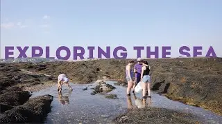 Marine Biology Research in Maine: Holy Cross Summer Research 2021
