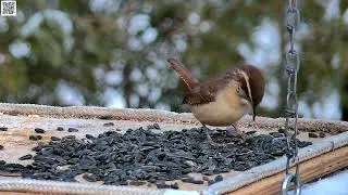 Carolina Wren, Quispamsis