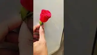 #top #trending #india #viral #full #reels #videoshort #review #rose #love #lovely #flowers #song