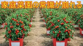 壊れたプラスチック椅子でトマトが豊作に! 驚きの再利用栽培