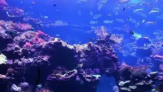 CFIRE LYNCHINI Aquarium 4K Looped
