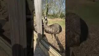 zoo safari de thoiry - hayvanat bah&ccedil;esi paris 26 03 2022