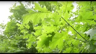 CSA Forest Care: What can we do to help?