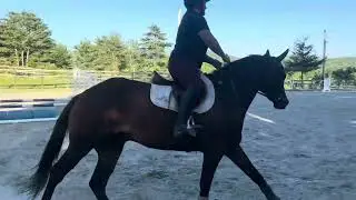 Mick (over fences)