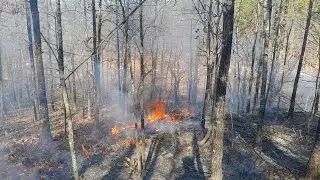To prevent major forest fires, do minor forest fires