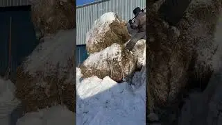Кормлю коров.Крестьянские будни.SaraiVlog#dailyvlog#villagerlifestyle#snow#farming#vlog#saraivlog