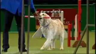 Incredible Action Stars of DFS Crufts 2010