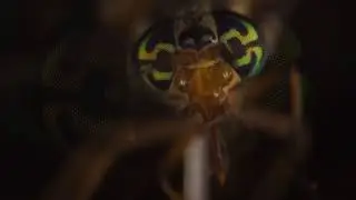 Chrysops